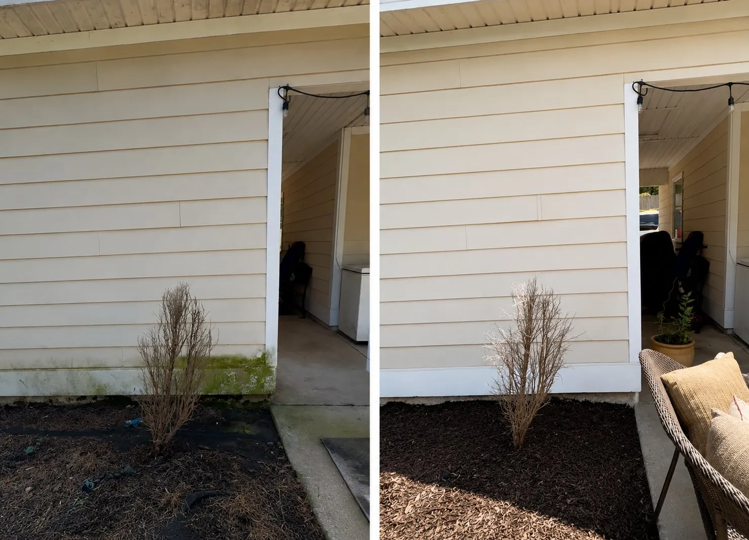 House siding with green growth along the base before and after soft washing